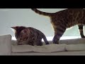 Mother Cat gets Angry Because her Kittens Won't Listen