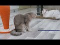 Funniest cats play with balloons