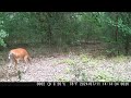Mama Doe Shows Off Her New Fawn