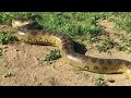 Anaconda Grabs and Swallows Pig in Outside Enclosure