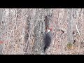 Canadian Pterodactyl! Pileated Wood Pecker Shreds a Tree in seconds, Largest in The World!.