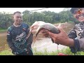 MANCING IKAN BAUNG PAKAI UMPAN KUCUR, SUNGAI BARU MAU SURUT. @hobimancing1982