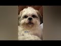 Funniest Cats And Dogs Videos 2024😽You Laugh You Lose 🐶