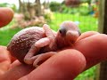 Baby Budgies Growth Stages