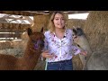 Alpaca Basics for New Owners