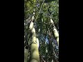 Peaceful, Meditative bamboo