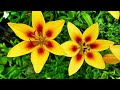 Relaxing Music for Studying🍃Calm Piano Music, Relax, Sleep🌻Harmonious Sounds to Alleviate Stress