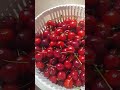 Fresh Cherries 🍒 #asmr #asmrfood #viral #yummy#satisfying
