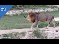 Tiger Roar VS Lion Roar - Big Cats Roar