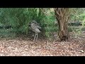 Bush Stone Curlew or Thick knee