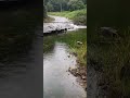 Rain and little waterfall.