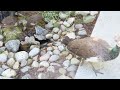 8-Week-Old Peachicks at Water Fountain