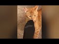Top 10 Funniest Dog and Cat Videos | Laughing Guaranteed