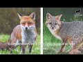 40 Amazing Gray Fox Facts