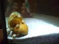 Dead gold apple snail and baby snails