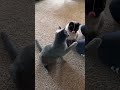 ❤️❤️T4 the cat is playing   Котик Тиша играет а Мотя смотрит и удивляется.