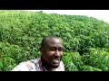 Cassava production