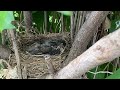 Baby Robin’s in nest