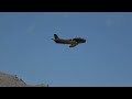 BVM F-86 Sabre turbine jet flight Friday Jets over California 2024