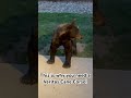 Cane Corso’s try to attack bear!