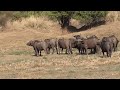 Lion vs Buffalo. One Lioness attacks a buffalo. Lion against 2000 buffaloes. Lioness is alone.