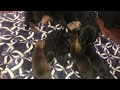 Changing the puppy’s poopy blanket for a fresh clean one~ dachshund pups 2 weeks old!