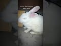 my pet rabbit