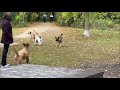 Milo the springer spaniel making friends at the park#love#dog#shortsfeed#subscribe#springerspaniel