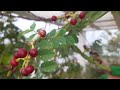 Pirandai Plant: Flowers and Fruits 🌿🍃 | My Pets My Garden