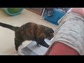 Laptop kitty video