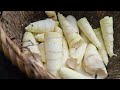 clean the garden and harvest bamboo shoots, boil them and bring them to the commune center to sell