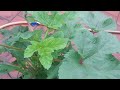 Terrace Garden Plants So Fresh After Midnight Rains in Chennai 🌧️