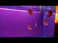 Red Cover Discus from Aqua Discus