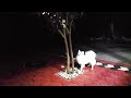 Dog and cat on tree - कुत्ता और बिल्ली  🐶🐱