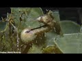 Cute SeaHorse Mating and Giving Birth