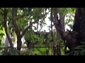 Jamaican Woodpecker (Melanerpes radiolatus) on a tree