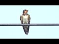 The Barn Swallow (Hirundo rustica) -  A Worldwide Swallow