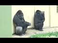 Mother gorilla and daughter enjoying playing in the water💦 Shabani Group