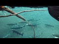 Underwater Fish Footage of Adult Coho and Chum Salmon