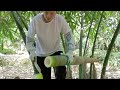 Sound Of Chopping Huge Bamboo Shoot