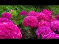 [Katahara Onsen - Ajisai no Sato] Beautiful hydrangeas after the rain 2024