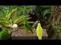 For Cats:: 4 Hours Of Enchanting Bird Scenes To Entertain Your Cat - Video For Cats