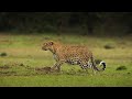 The Leopardess: Sudden Death | Full Wildlife Documentary