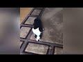 🐕 Funniest Cats and Dogs Videos 😘 Best Funny Cats Videos ❤️😻