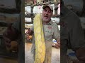 WORLD RECORD GIANT SNAKES😳