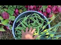 Thu hoạch củ cải đỏ khổng lồ,đậu tím  đậu xanh,cải kale, bông tỏi tây