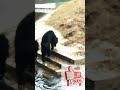 Himalayan Black Bear 🐻 || Amazing swimming in water wow 😲😱|| Nandankanan zoo Bhubaneswar ||
