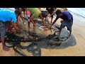 PULLING SEINE WITH LOCALS ON MAYARO BEACH - Traditional Net Fishing In The Caribbean + FISH RESCUE