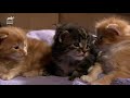 Tonkinese, American Curl, and Maine Coon Kittens | Too Cute! (Full Episode)