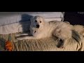 Great Pyrenees Puppy